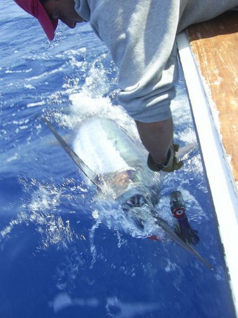 blue marlin Cavalier & Blue Marlin Sport Fishing Gran Canaria