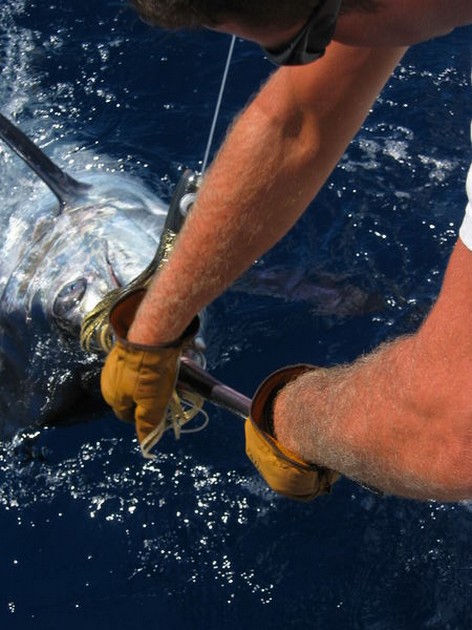02/07 blue marlin Cavalier & Blue Marlin Sport Fishing Gran Canaria