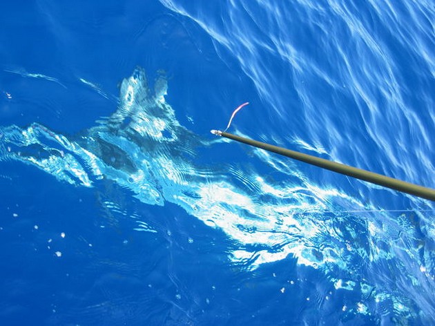 Puerto Rico - 21.15 en punto DOBLE HOOK-UPA Conexión doble - Cavalier & Blue Marlin Sport Fishing Gran Canaria