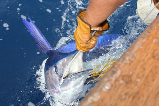 Puerto Rico - 09.00 uurSPEERVIS LOSGELATENOp de middagafvaart - Cavalier & Blue Marlin Sport Fishing Gran Canaria
