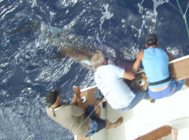 17/07 blue marlin Cavalier & Blue Marlin Sport Fishing Gran Canaria