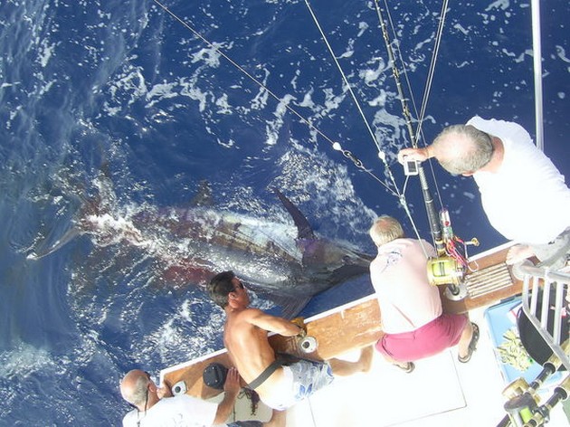 18/07 blue marlin Cavalier & Blue Marlin Sport Fishing Gran Canaria