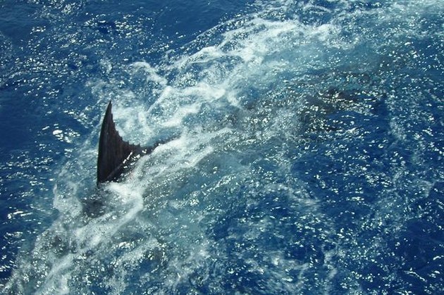 Puerto Rico - 20.20 uurTOURNEMENT 1ST DAGVandaag werd - Cavalier & Blue Marlin Sport Fishing Gran Canaria