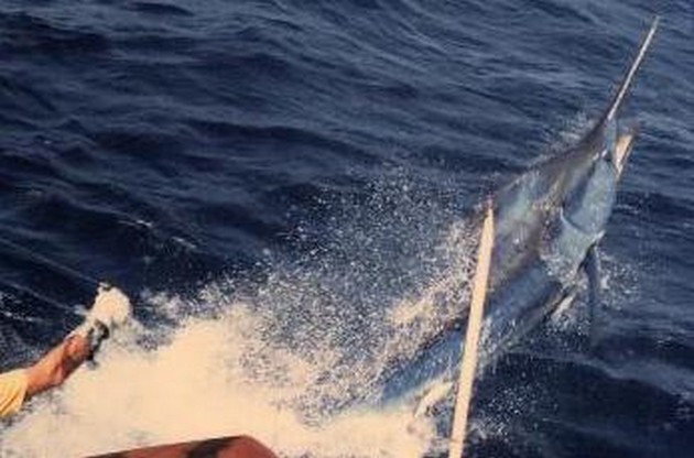 Puerto Rico - 18.00 uurTOURNEMENT 2de DAGVanmorgen - Cavalier & Blue Marlin Sport Fishing Gran Canaria