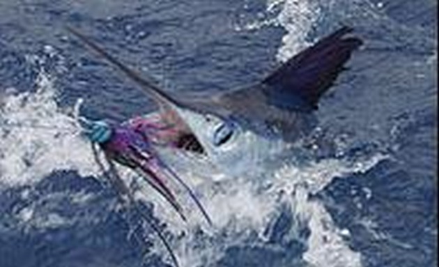 Puerto Rico - 22.00 en punto 2 MARLIN BLANCO SUBIDO Solo - Cavalier & Blue Marlin Sport Fishing Gran Canaria