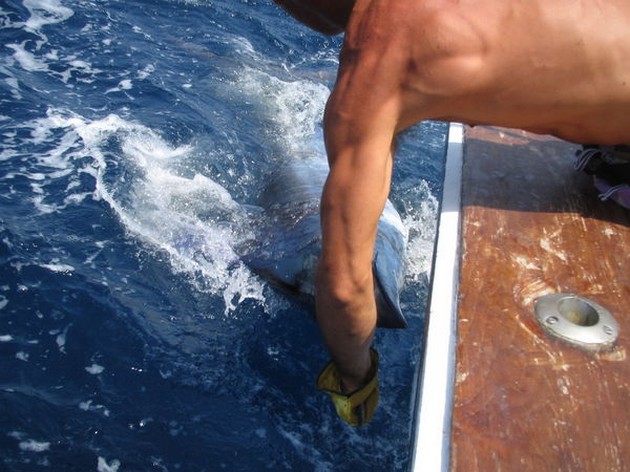 blue marlin Cavalier & Blue Marlin Sport Fishing Gran Canaria