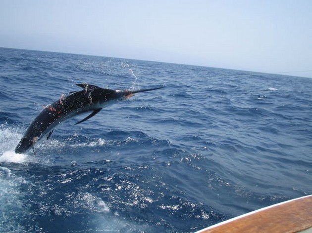 blue marlin jumb Cavalier & Blue Marlin Sport Fishing Gran Canaria