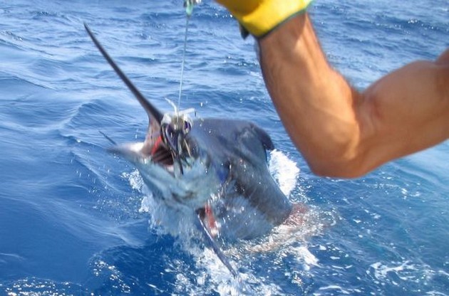 28/07 blue marlin Cavalier & Blue Marlin Sport Fishing Gran Canaria