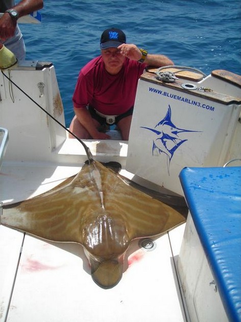 duckbill ray Cavalier & Blue Marlin Sport Fishing Gran Canaria