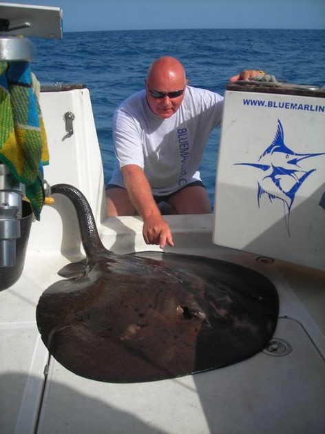 round stingray Cavalier & Blue Marlin Sport Fishing Gran Canaria
