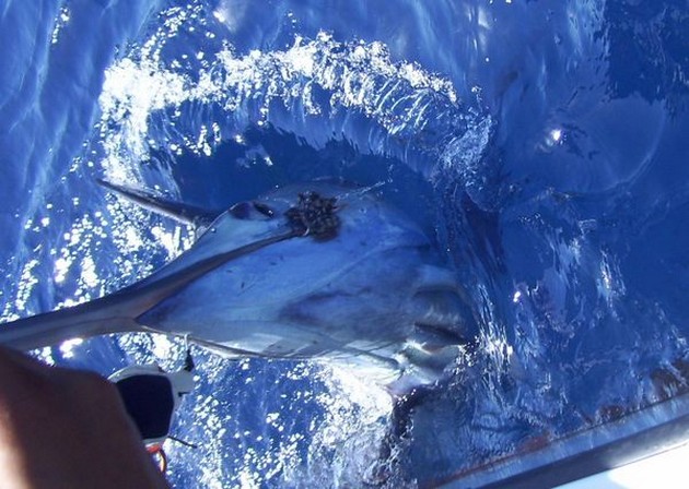 Puerto Rico - klockan 17.45 6 BILLFISK HÖJS Idag där Cavalier & Blue Marlin Sport Fishing Gran Canaria