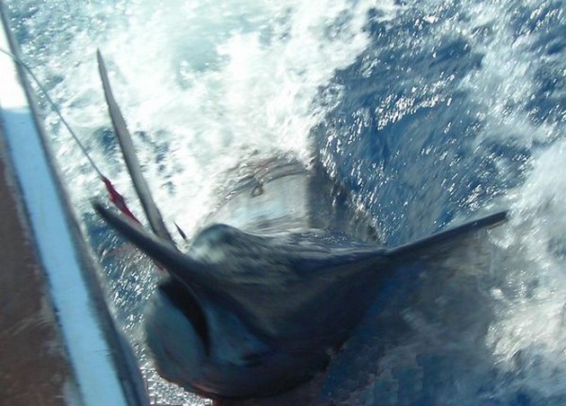Puerto Rico - 17.45 uurVEEL ACTIVITEITIn het Laatste Cavalier & Blue Marlin Sport Fishing Gran Canaria