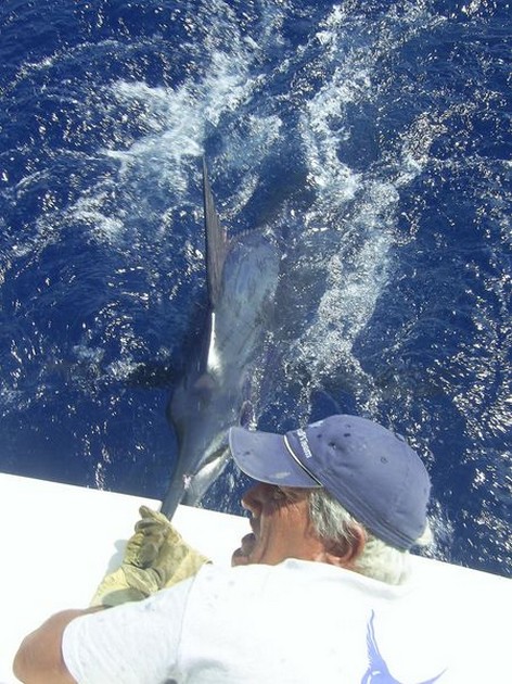 05/09 blue marlin Cavalier & Blue Marlin Sport Fishing Gran Canaria