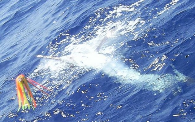 Puerto Rico - 19.303 BLÅ MARLIN HÖJS Efter Cavalier & Blue Marlin Sport Fishing Gran Canaria