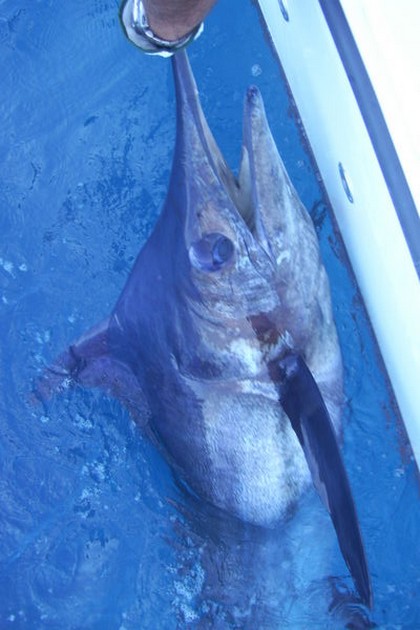 Puerto Rico - 19.00 uurWHITE RELEASED BLUEVan onze - Cavalier & Blue Marlin Sport Fishing Gran Canaria