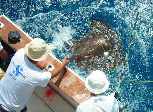 Puerto Rico - 17.00 BUTTERFLY RAY Bottenfiske - Cavalier & Blue Marlin Sport Fishing Gran Canaria