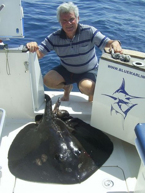 common stingray Cavalier & Blue Marlin Sport Fishing Gran Canaria
