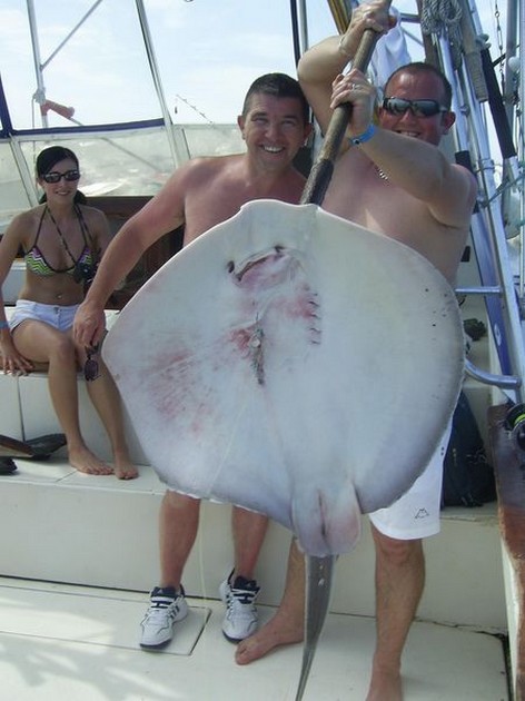 round stingray Cavalier & Blue Marlin Sport Fishing Gran Canaria