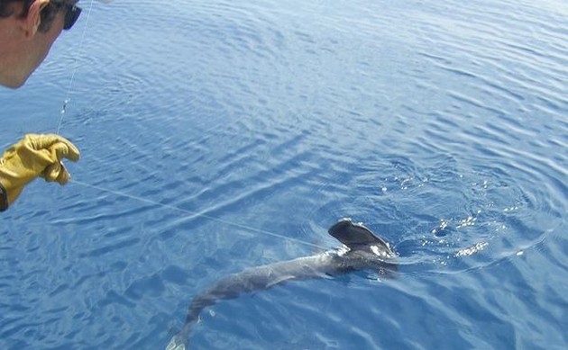 Puerto Rico - 19.00 HAMMERHEAD SHARK Efter en dag av - Cavalier & Blue Marlin Sport Fishing Gran Canaria