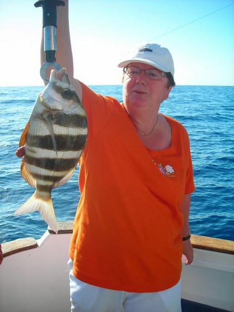 zebra seabream Cavalier & Blue Marlin Sport Fishing Gran Canaria