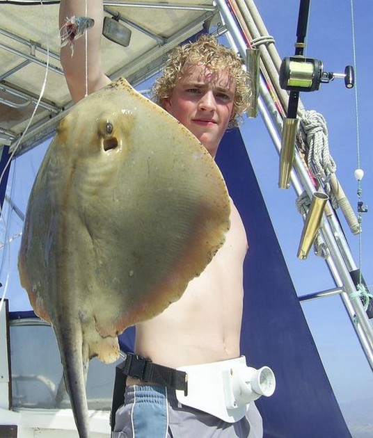 common stingray Cavalier & Blue Marlin Sport Fishing Gran Canaria