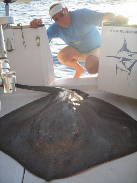 29/10 common stingray Cavalier & Blue Marlin Sport Fishing Gran Canaria