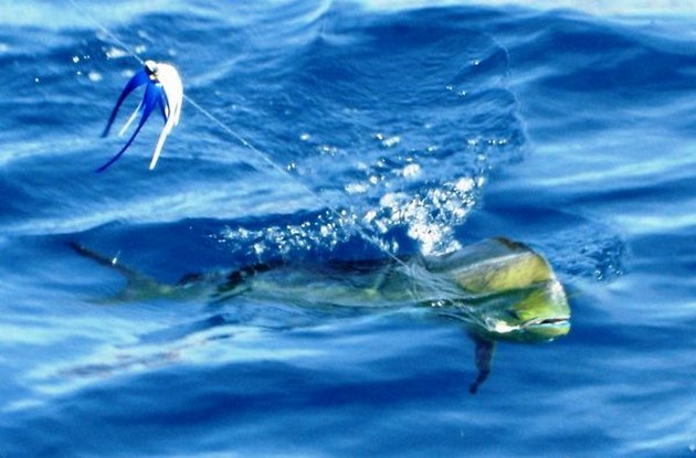 dorado Cavalier & Blue Marlin Sport Fishing Gran Canaria