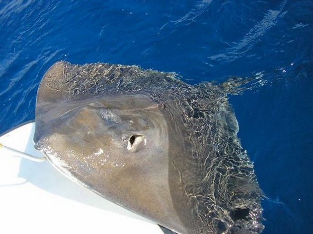  - Cavalier & Blue Marlin Sport Fishing Gran Canaria
