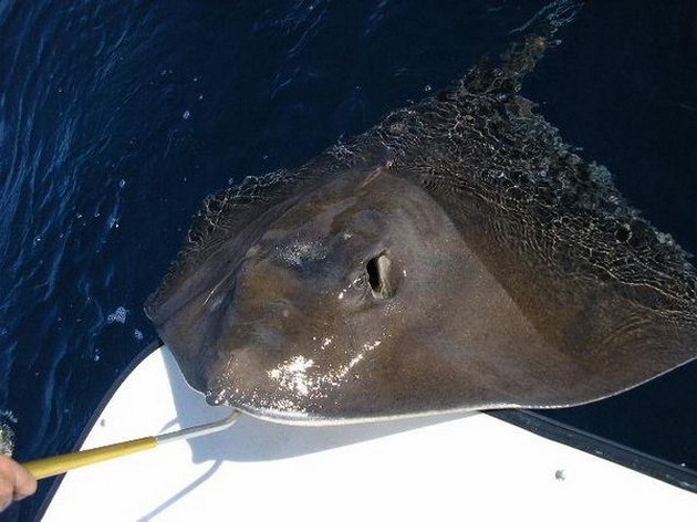 roughtail stingray Cavalier & Blue Marlin Sport Fishing Gran Canaria