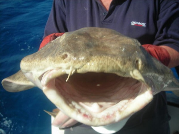  - Cavalier & Blue Marlin Sport Fishing Gran Canaria