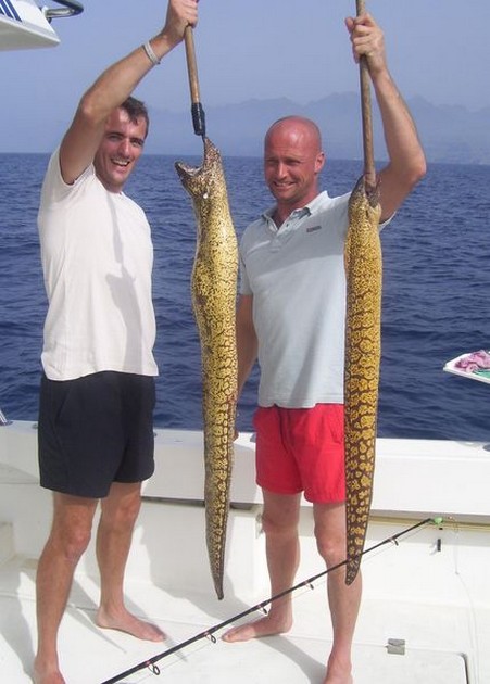 tiger moray Cavalier & Blue Marlin Sport Fishing Gran Canaria