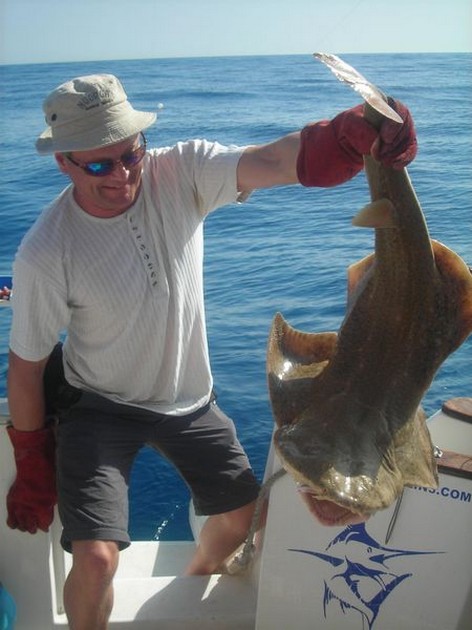 12/11 angelshark Cavalier & Blue Marlin Sport Fishing Gran Canaria
