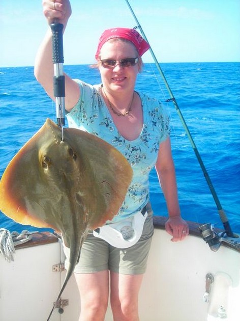 common stingray Cavalier & Blue Marlin Sport Fishing Gran Canaria