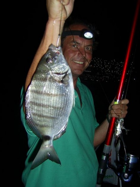 white seabream Cavalier & Blue Marlin Sport Fishing Gran Canaria