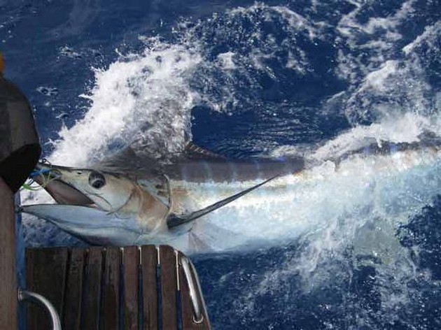 Blue Marlin Cavalier & Blue Marlin Sport Fishing Gran Canaria