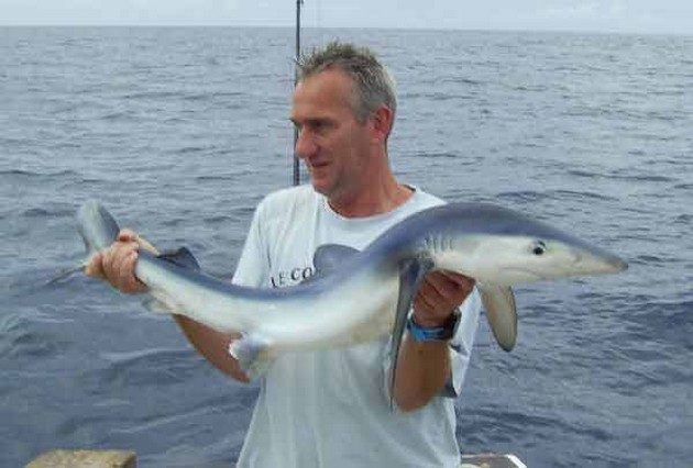 blue shark Cavalier & Blue Marlin Sport Fishing Gran Canaria