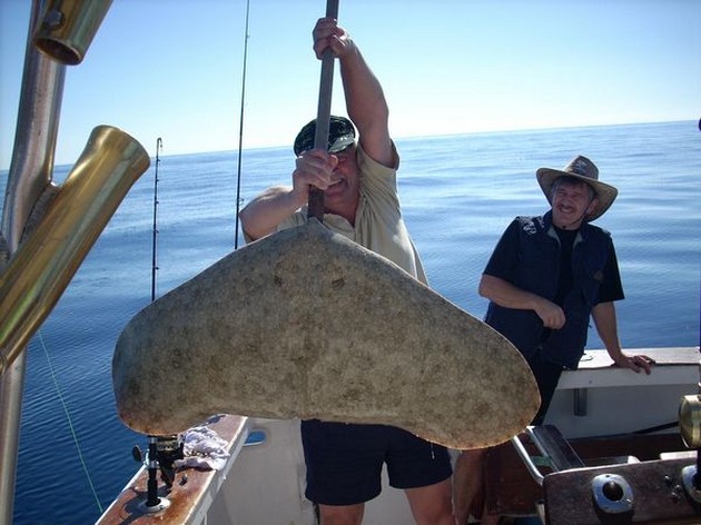 butterfly ray Cavalier & Blue Marlin Sport Fishing Gran Canaria