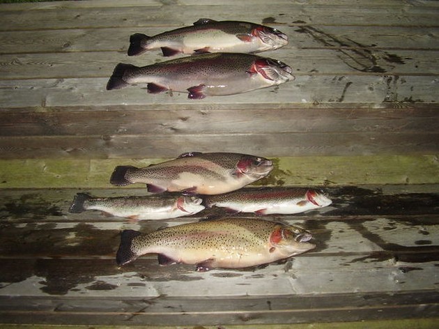 Wesly Bal Holland Cavalier & Blue Marlin Sport Fishing Gran Canaria