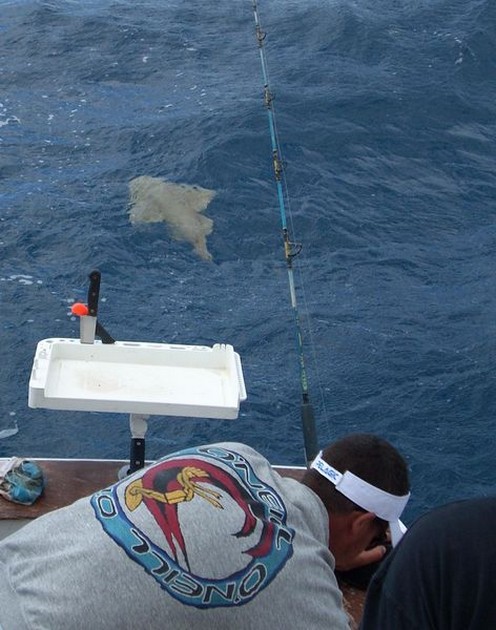 angelshark Cavalier & Blue Marlin Sport Fishing Gran Canaria
