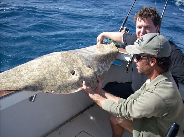butterfly ray Cavalier & Blue Marlin Sport Fishing Gran Canaria