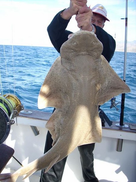 angelshark Cavalier & Blue Marlin Sport Fishing Gran Canaria