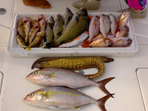 super catch Cavalier & Blue Marlin Sport Fishing Gran Canaria