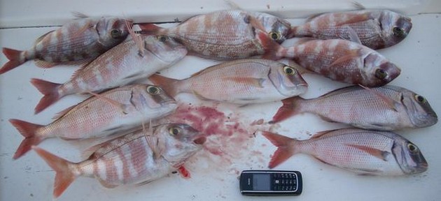 Puerto Rico kl 17.00 REEFFISKNING I morse - Cavalier & Blue Marlin Sport Fishing Gran Canaria