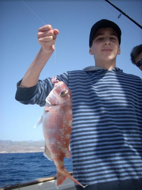 red banded seabream Cavalier & Blue Marlin Sport Fishing Gran Canaria