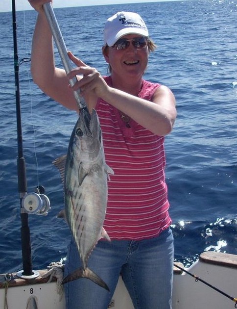 atlantic bonito Cavalier & Blue Marlin Sport Fishing Gran Canaria
