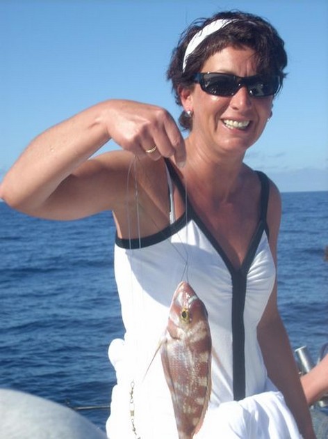 red banded seabream Cavalier & Blue Marlin Sport Fishing Gran Canaria