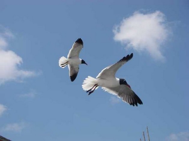  - Cavalier & Blue Marlin Sport Fishing Gran Canaria