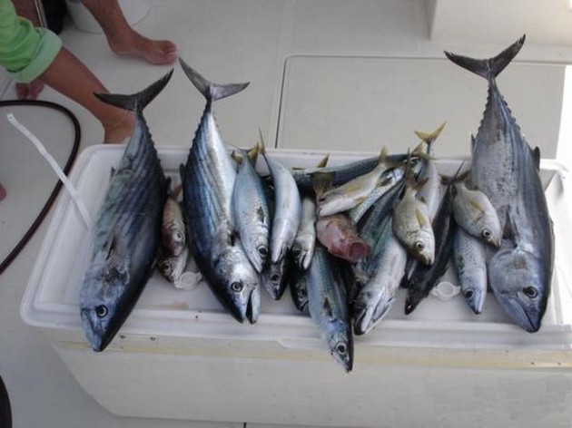 Puerto Rico 18.45 uur<br>RIFVISSEN<br><br>De laatste dagen werden - Cavalier & Blue Marlin Sport Fishing Gran Canaria