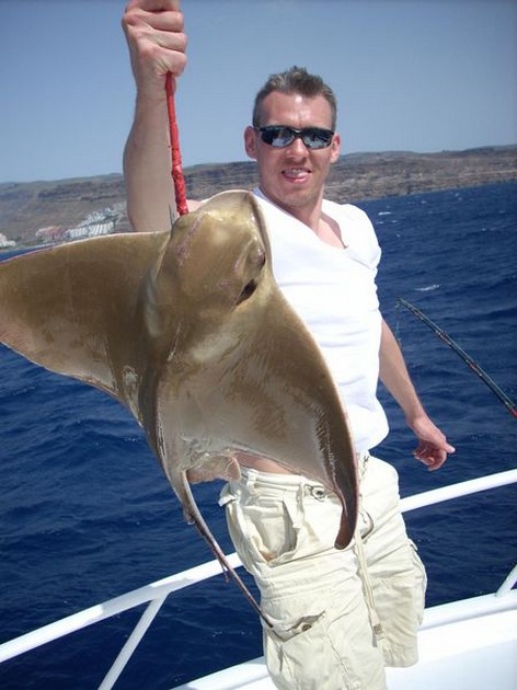 eagle ray Cavalier & Blue Marlin Sport Fishing Gran Canaria