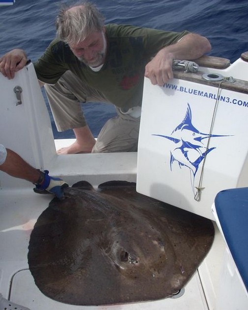 06/03 roughtail stingray Cavalier & Blue Marlin Sport Fishing Gran Canaria